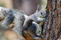 Time Management - from the perspective of a male squirrel