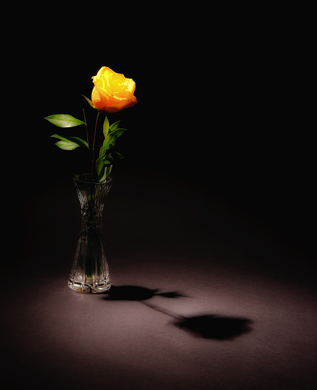 Yellow Rose