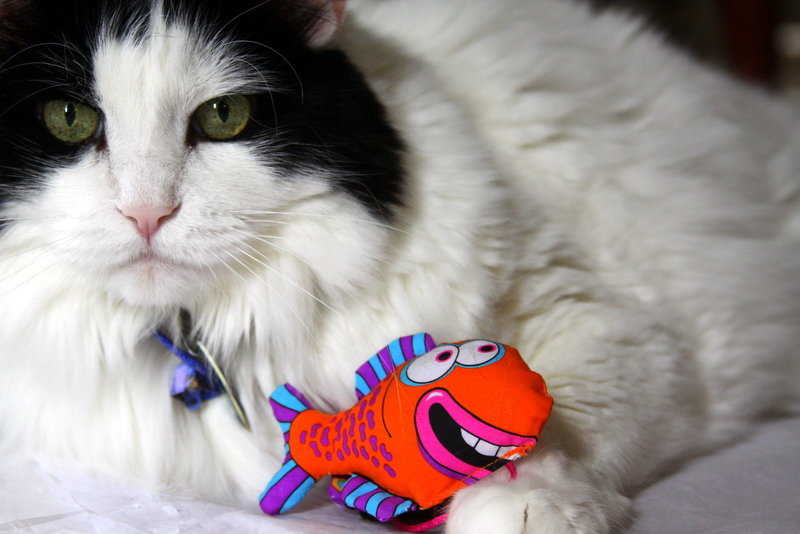 Catfish 