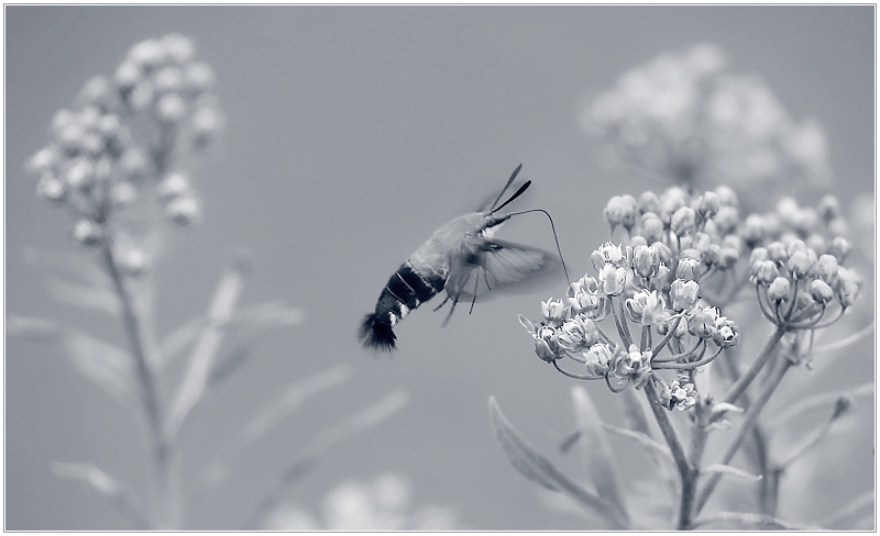 Hummingbird Moth
