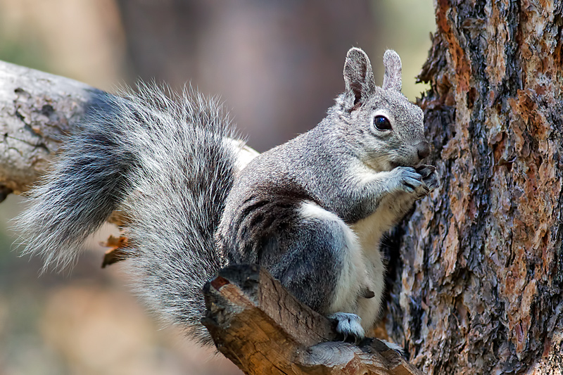 Time Management - from the perspective of a male squirrel
