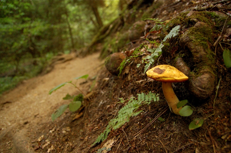 Appetizing Fungus 