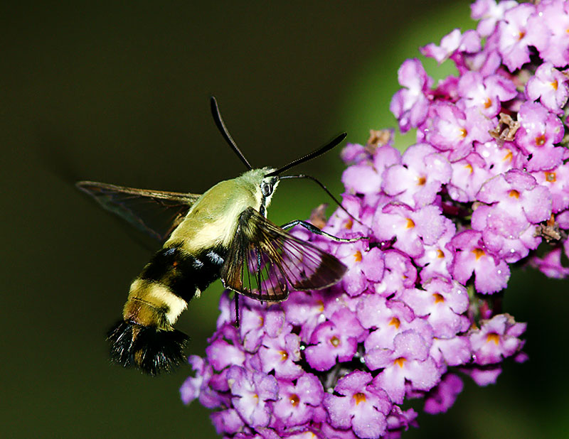 Hummingbird Moth