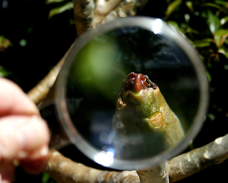 A Little Bigger (frangipani in bud)