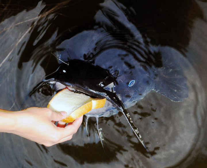 Breadwinning Catfish