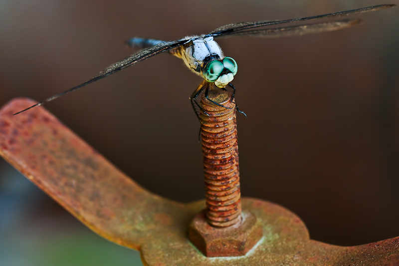 His Rusted Perch