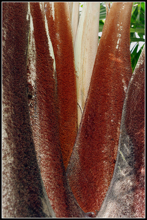 Dypsis decaryi : Naturaly rusted palmtree