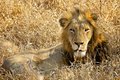 The Dominant Male Lion
