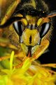 Yellow jacket wasp sprinkled with pollen on golden rod, 