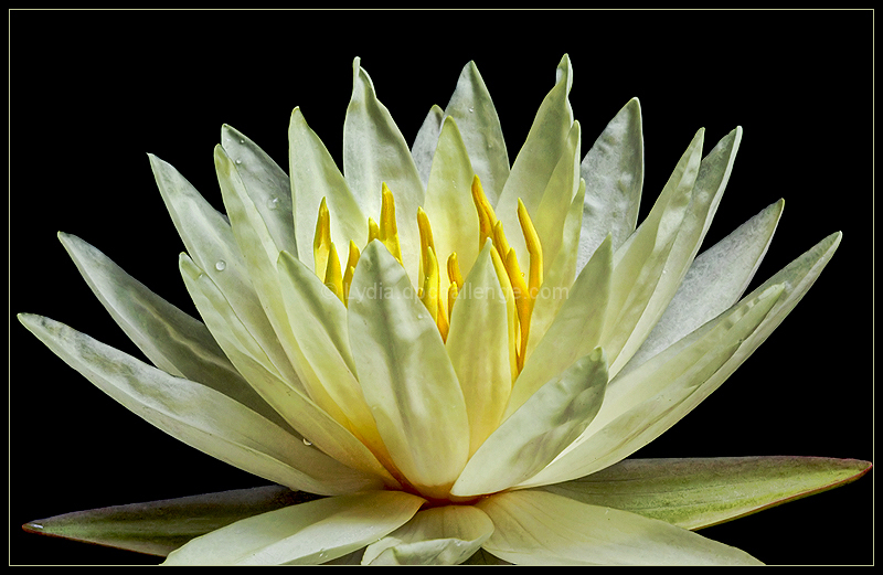 Beauty From Within