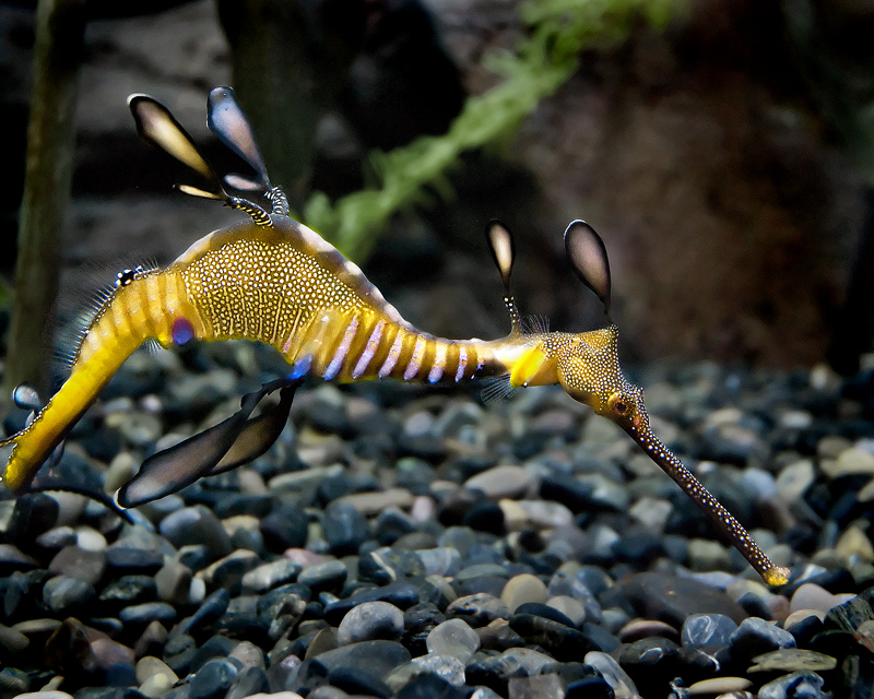 Sea Dragon
