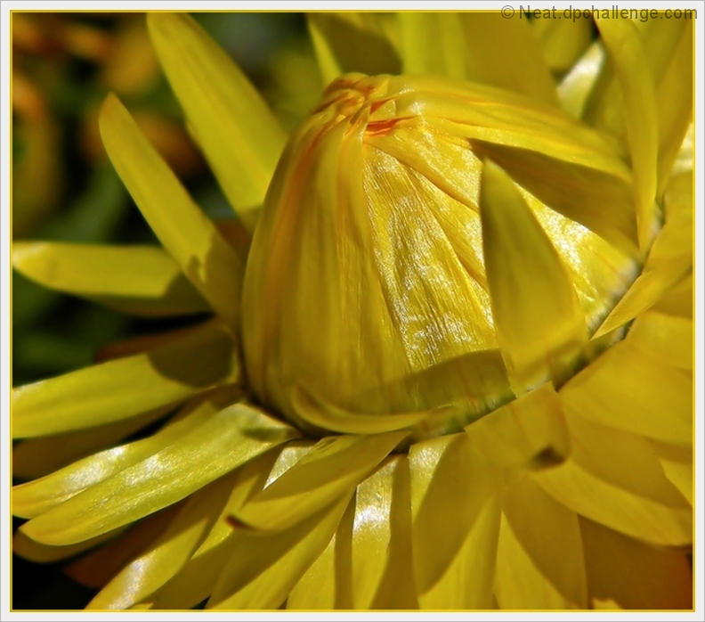 Yellow paper daisy