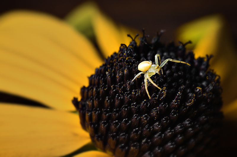 The Itsy Bitsy Spider