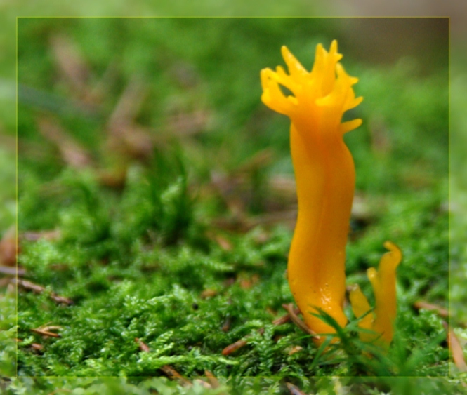 Alien Life Form
