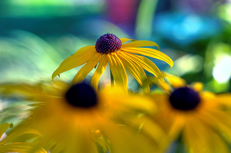 Floral Fireworks