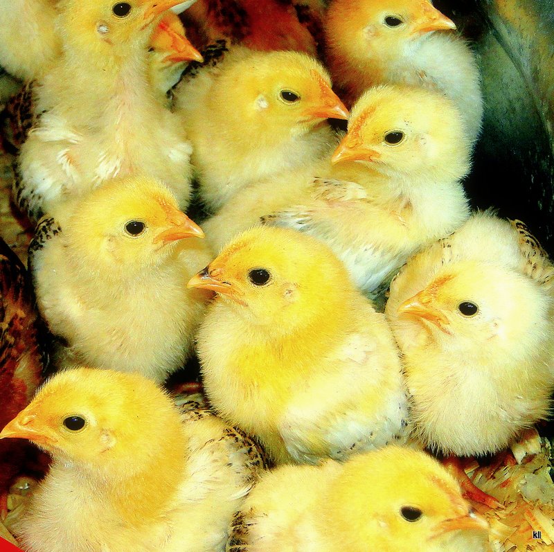 Yellow Chicks