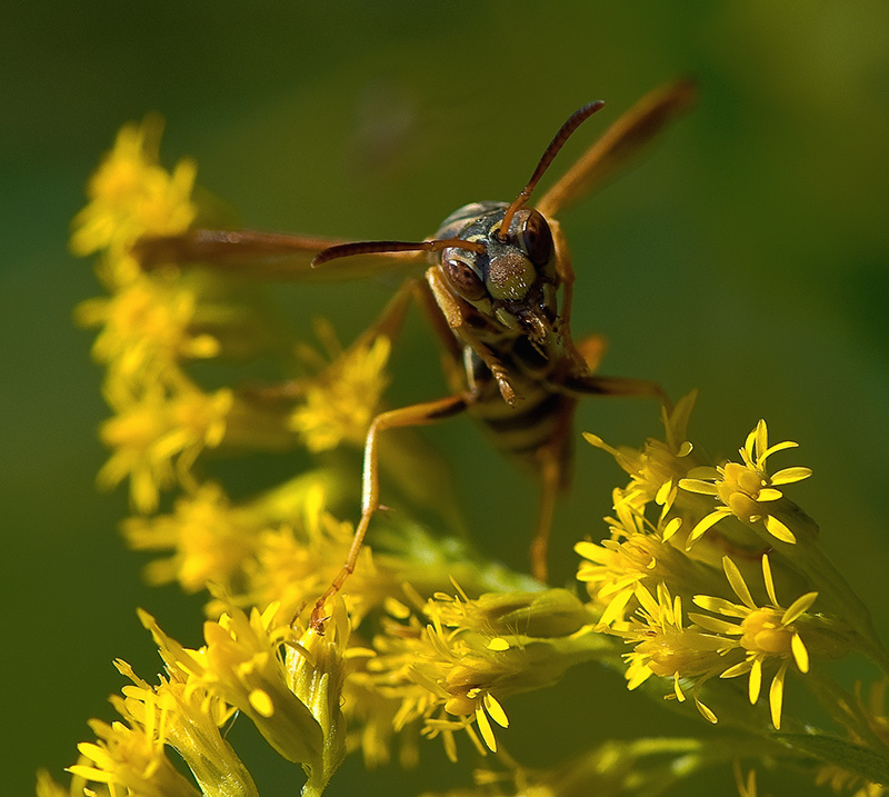 yellowjacket