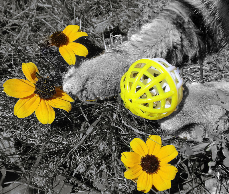 Playing In The Flowers