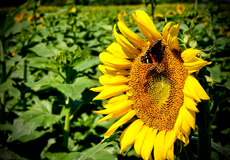 Sunflower Landing