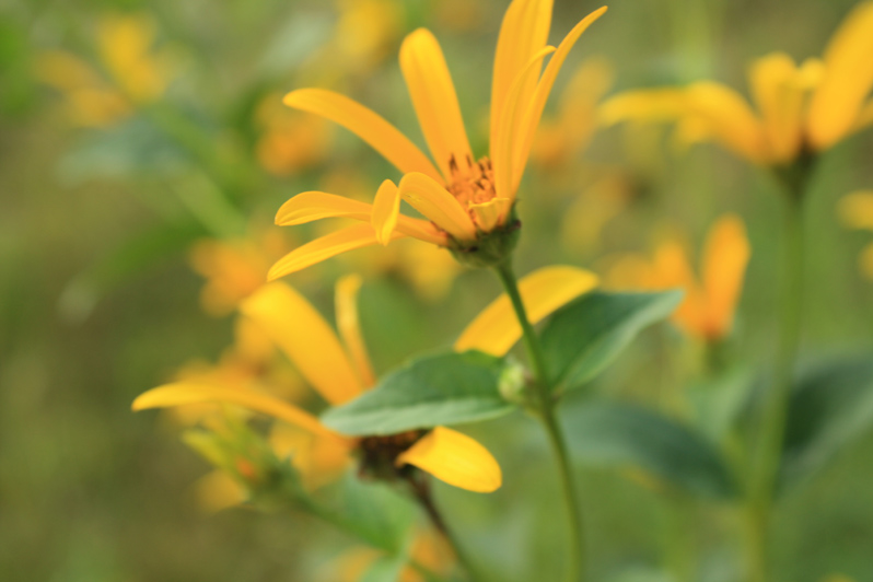 Late Summer Yellow