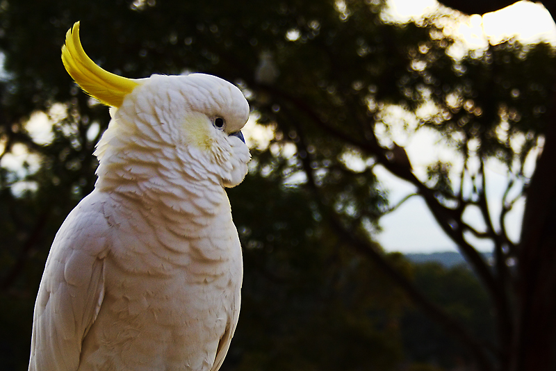 Watch the Birdie!