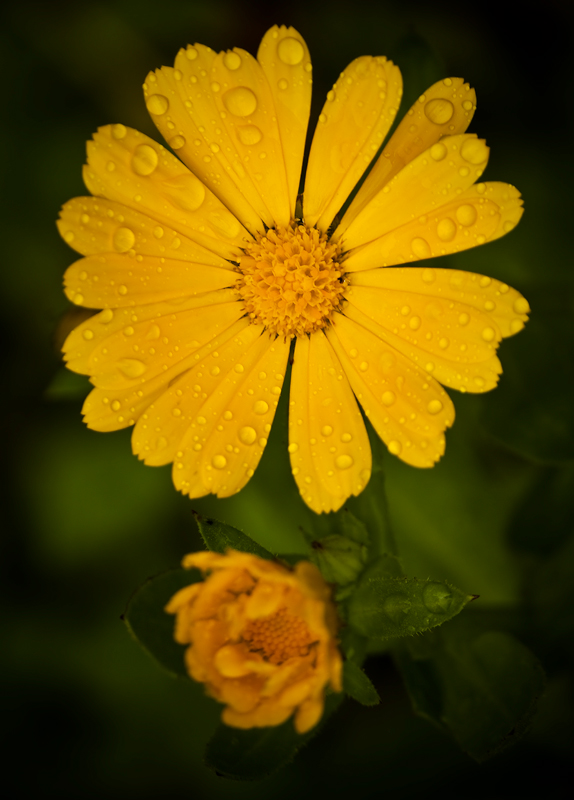 Marigolds