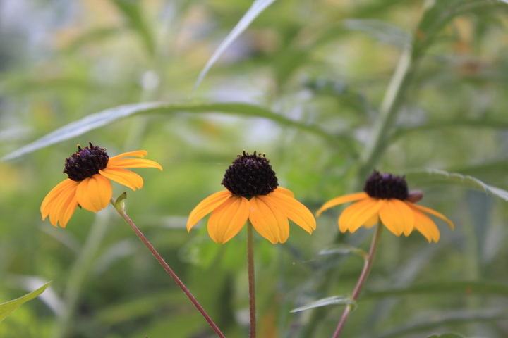 yellow flowers