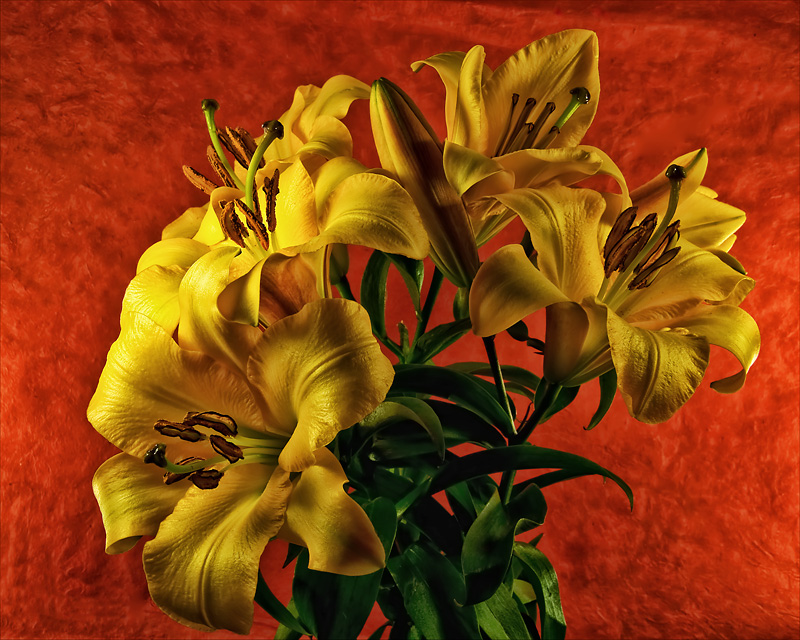 Seven Lilies II