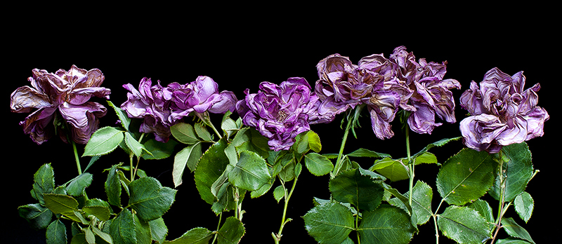 Seven Faded Roses