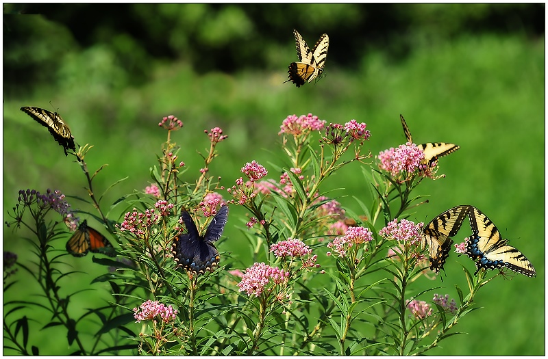 Butterfly Heaven