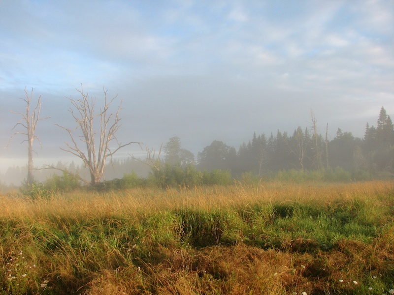 Seven Dead Trees -- Lucky???