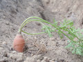 Drought! Farmers Suffer Worst Carrot Year On Record: Only 1 Out Of 20 Carrots Were Worth Being Sold