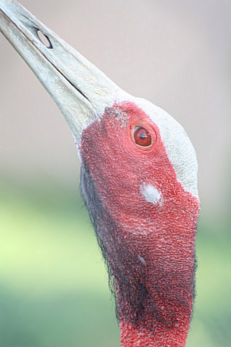 The World's Tallest Flying Bird