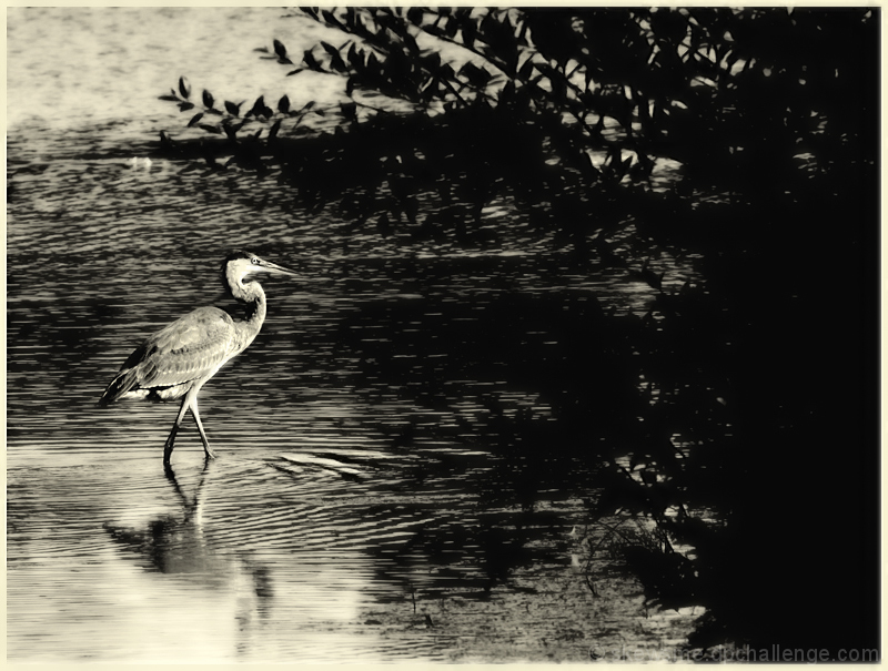 ...walks the shallow with an antic grace