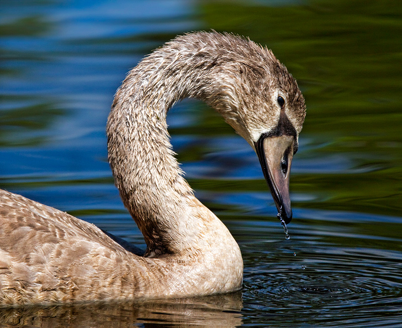 Ugly Duckling -- The Teen Age Years