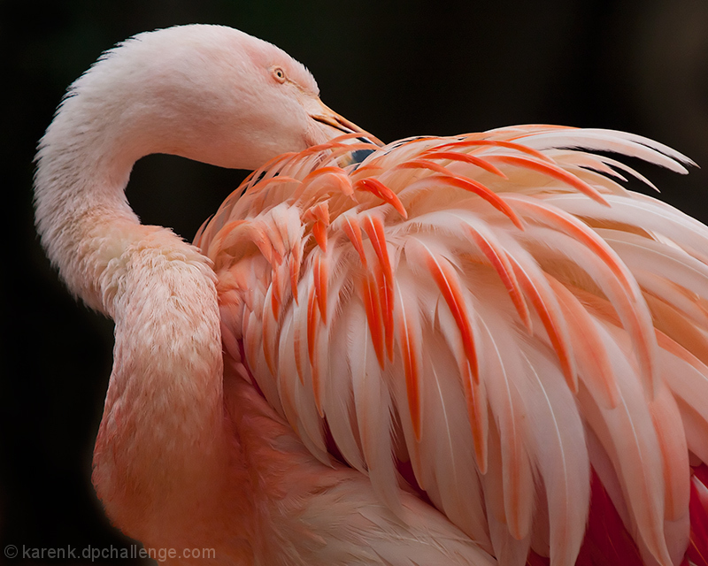 Preening