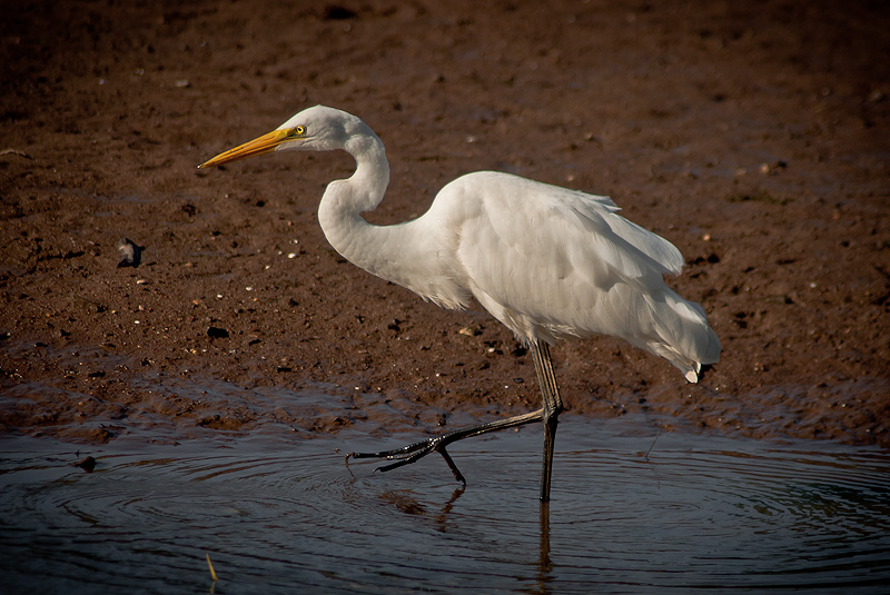 Egret