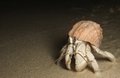 Hermit Crab