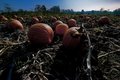 Night Pumpkins