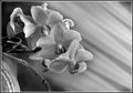 Mapplethorpe Redux