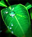 Dew Drop