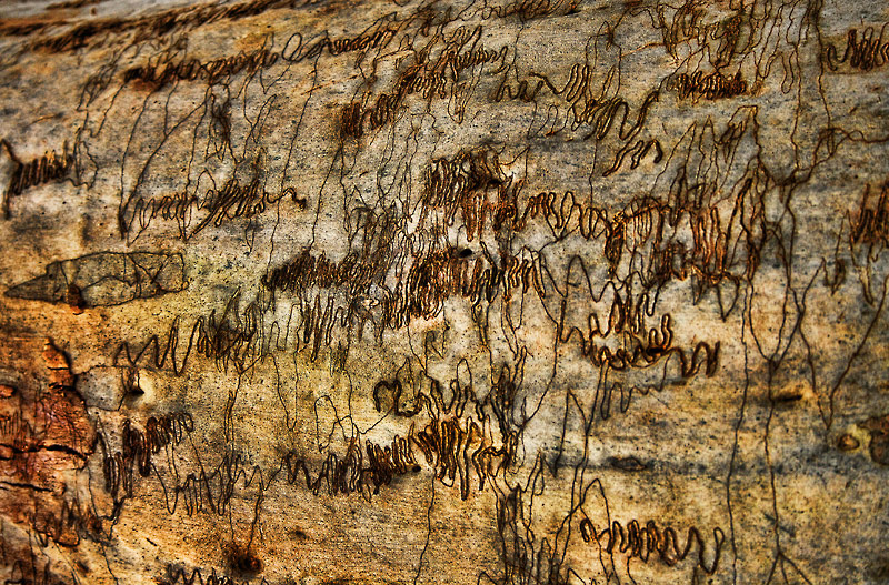 Nature’s Seismograph  (Ogmograptis scribula)