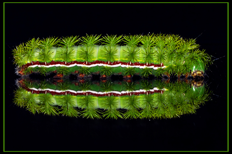 Green Caterpillar