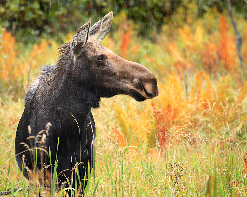 Autumn Moose