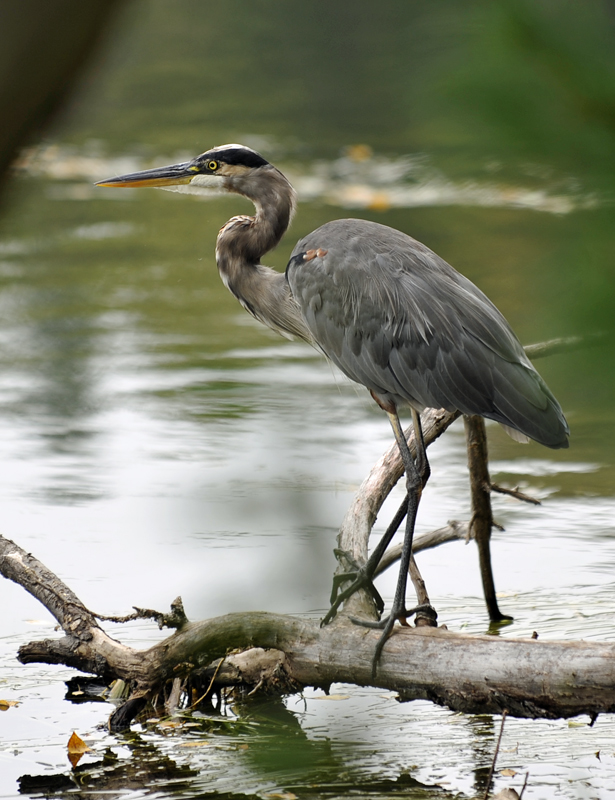 Great Blue Heron