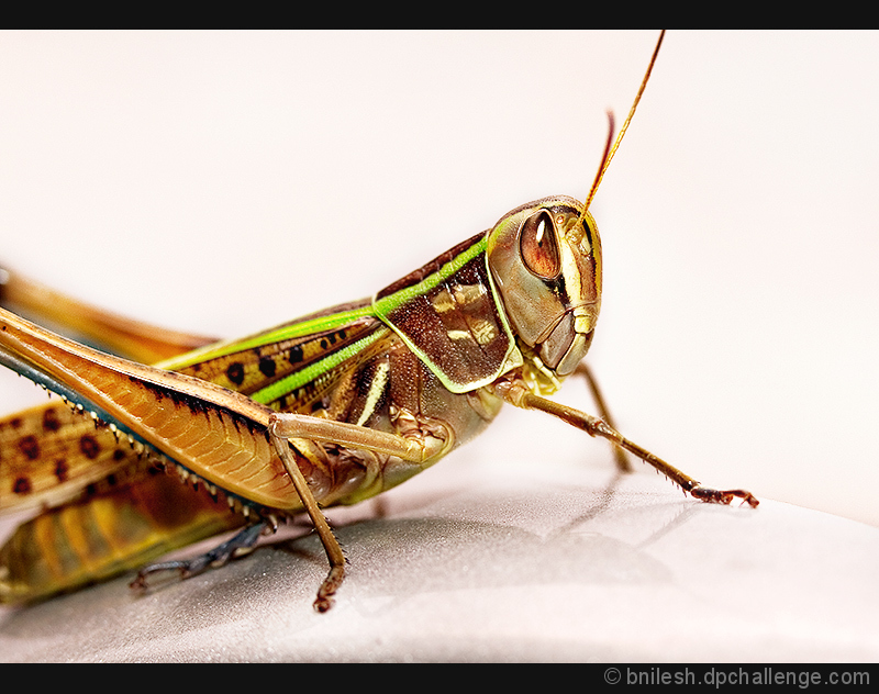 Large Marsh Grasshopper 