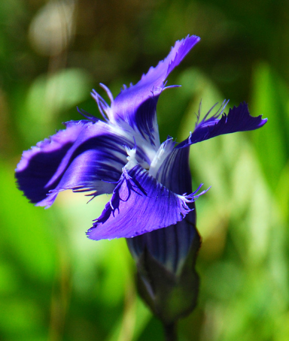 Fringed Gentian