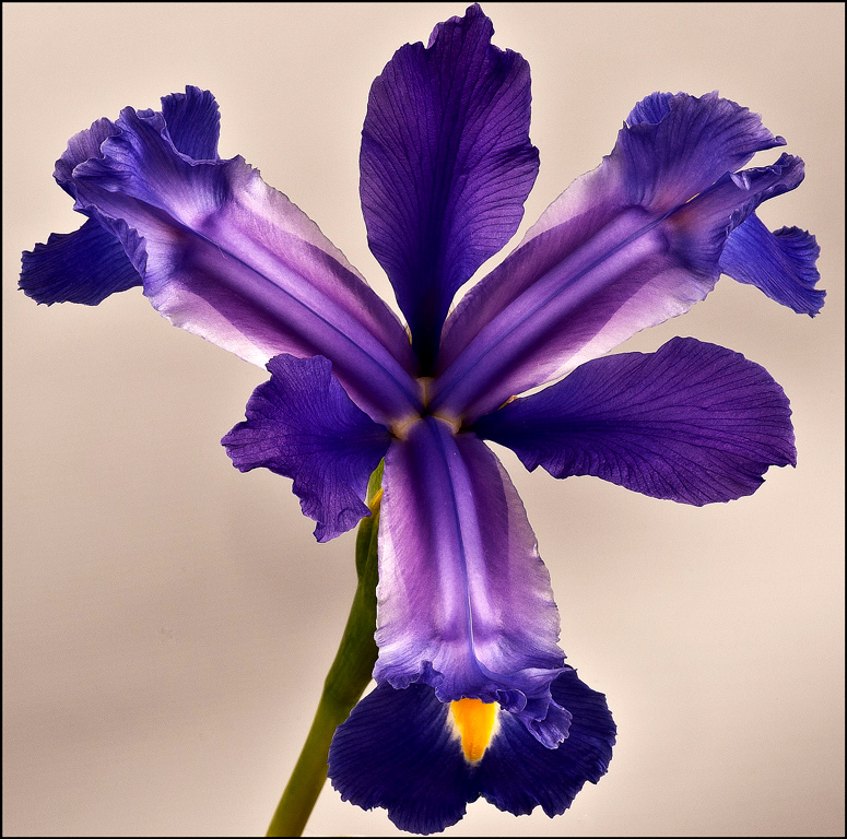 Dutch iris