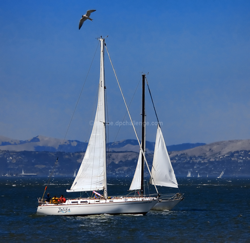 Sailing with a Tern Escort