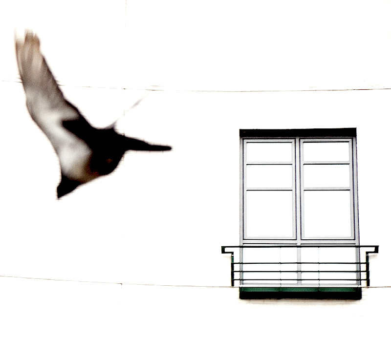 Delta Wing